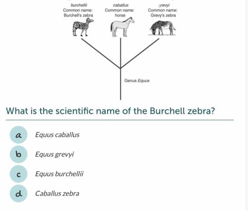 What is the scientific name of the Burchell Zebra?
