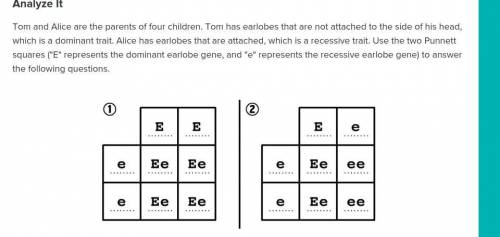 What is the likelihood that the children in square 2 will have earlobes that are not attached?