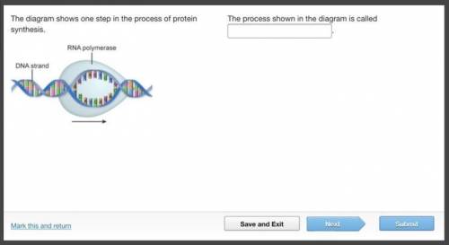 The diagram shows one step in the process of protein synthesis.
