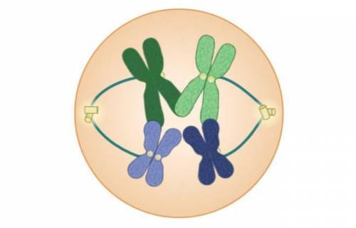Which step in meiosis is shown in the image below? Answer (ASAP) A. Prophase I B. Anaphase I C. Prop