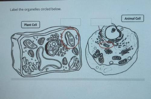 Label the organelles circled below.idk which is which and this question kinda got me stuck