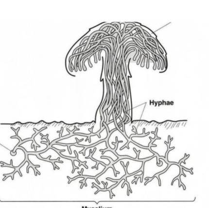 Here is a diagram of a fungus growing on a log.  A. What does the mushroom produce and what function
