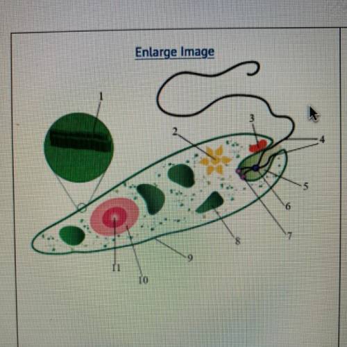 Euglena, a unicellular freshwater protist, is shown above. Which pair of lettered organelles likely