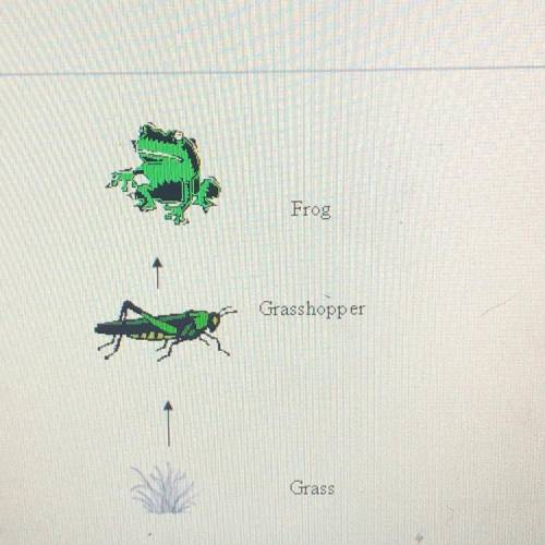 This is a simple food chain. The grass is a living organism that uses energy from the sun to make it