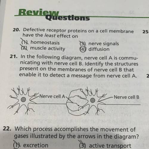 QUESTION 21. In the following diagram, nerve cell A is commu- nicating with nerve cell B. Identify t