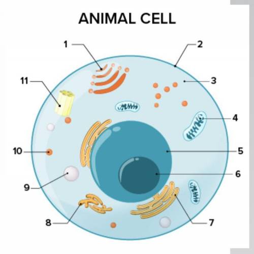 What part of the cell does 1 represent