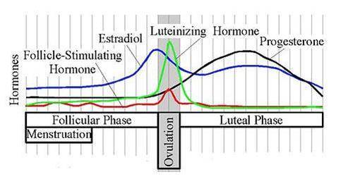 The graph shows the changing levels of hormones during menstruation and ovulation. What is the gener
