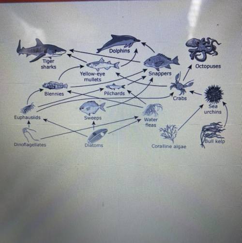 A partial marine food web is shown which organism all consume the same producer  a: crabs,pilchards,