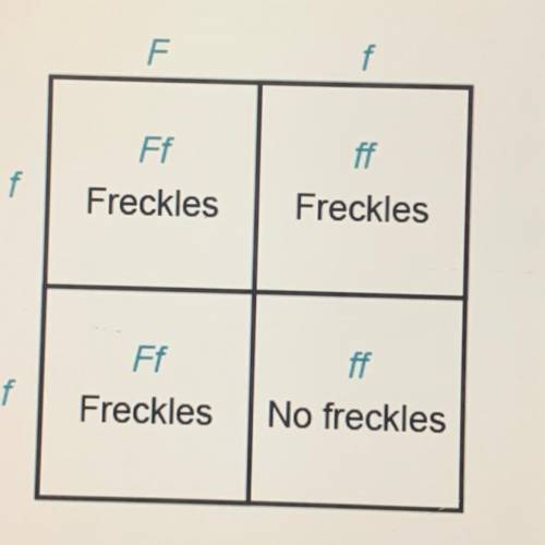 Jade creates a Punnett square to show the cross between a parent with freckles and a parent without