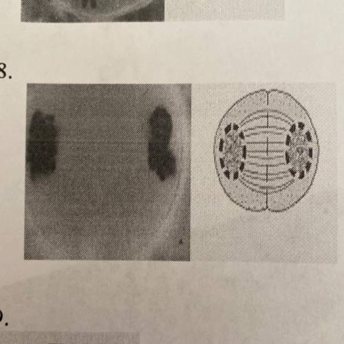 What Phase is This Cell in? Interphase Prophase  Metaphase  Anaphase Telophase  Prophase 2 Metaphase