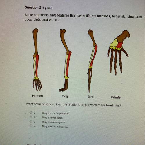 What term best describes the relationship between these forelimbs