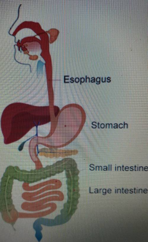 A diagram of the human digestive system is shown below.Removing which organ would have the smallest