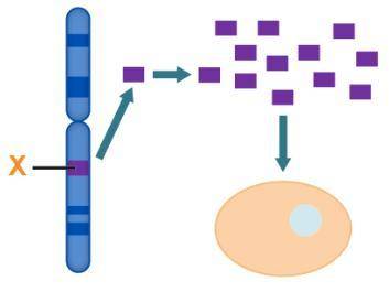 SOMEONE PLEASE HELP ME!  The diagram shows the process used in gene therapy.  At this location, whic