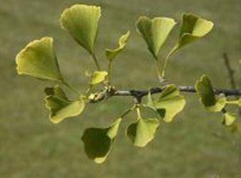 Urgent! please answer quick The ginkgo tree, seen in the image above, grows in the __________. A. st