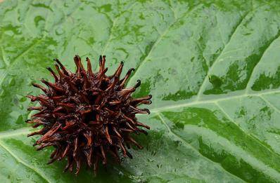 The diagram shows a seed pod from a sweet gum tree. The pod has a hard outer covering and sharp, hoo