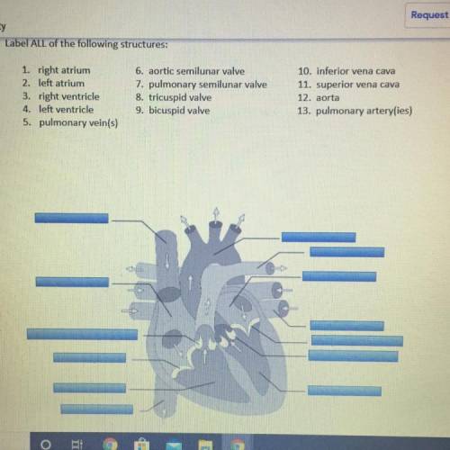 Label ALL of the following structures: 1. right atrium 2. left atrium 3. right ventricle 4. left ven