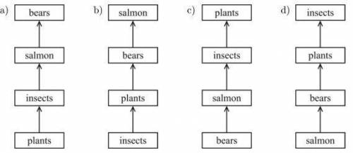 Which model correctly shows energy flow in a food chain?