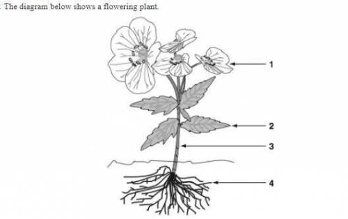 thank you! Identify (label) and explain the functions of each numbered plant organ in the diagram. *