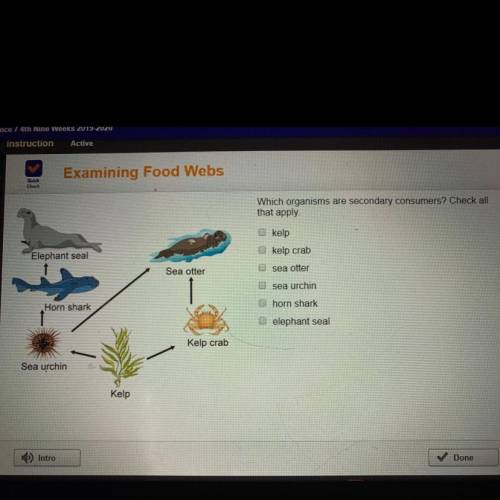 What’s the answer to this food web question?