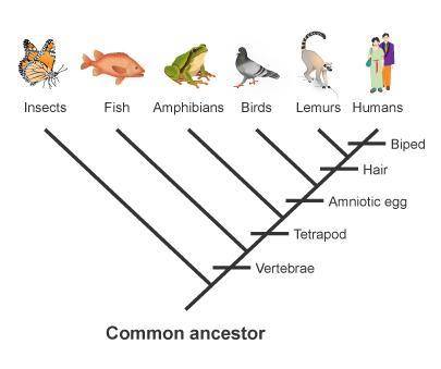 Study the cladogram. Which characteristics are common to birds and lemurs? hair, biped vertebrae, ha
