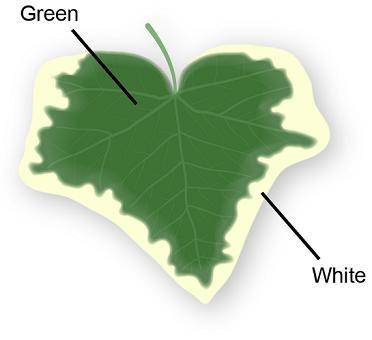 The leaf shown has a color pattern of green and white Which part of the leaf most likely produces th