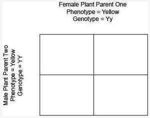 In pea plants, the gene for the color of the seed has two alleles. In the following Punnett square s
