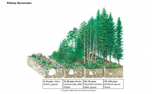 The first organisms to break down rocks are mosses and lichens. True or False. Pine trees, maple tre