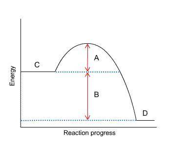 In the diagram, which letter represents the activation energy?  A B C D
