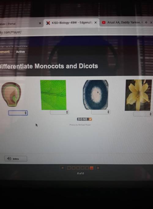 Differentiate Monocots and Dicot