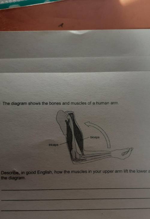 Describe in good english how the muscles in your upper arm lift the lower arm