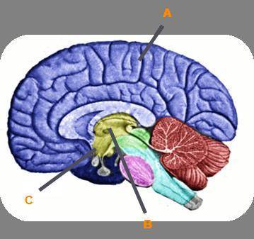 Identify the structures of the brain. Label A Label B Label C