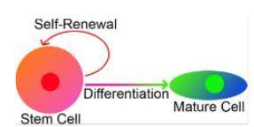 Students were asked to create a model of stem cell differentiation. The diagram shown is the model t