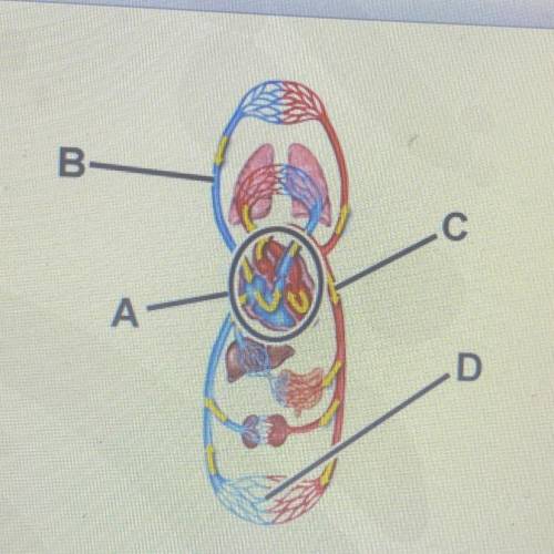 Identifying the Functions of the Structures of the Circulatory System Identify the function of the l