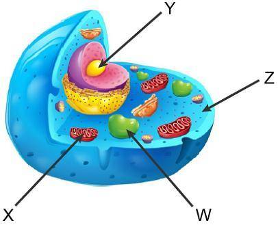 Use this diagram of an animal cell to answer the question. Where does the second stage of cellular r
