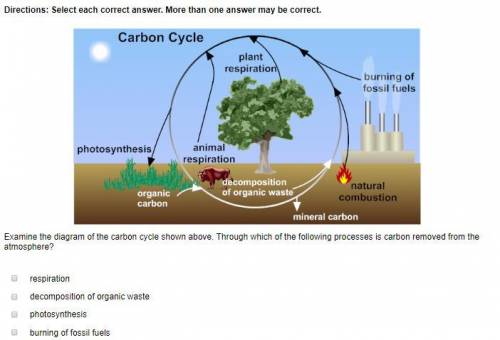 Examine the diagram of the carbon cycle shown above. Through which of the following processes is car