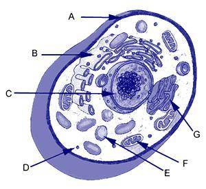 What is the function of the organelle labeled E in the diagram?  A)  controls what goes into and out