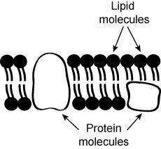 Look at the diagram below.Which cellular organelle is represented by the diagram?A nucleusB mitochon