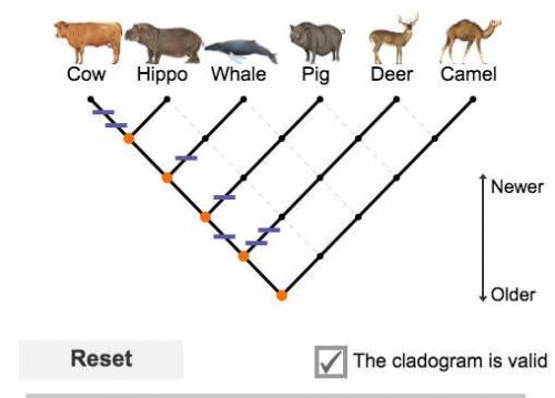 Based on this cladogram, which organism is most closely related to cow and deer? Why?