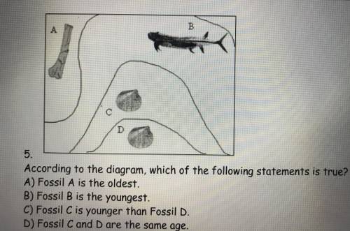 According to the diagram, which of the following statements are true? A) Fossil A is the oldest B) F