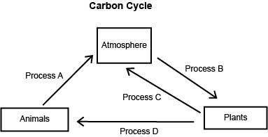 The diagram below shows four processes, A, B, C, and D, by which carbon circulates between the atmos