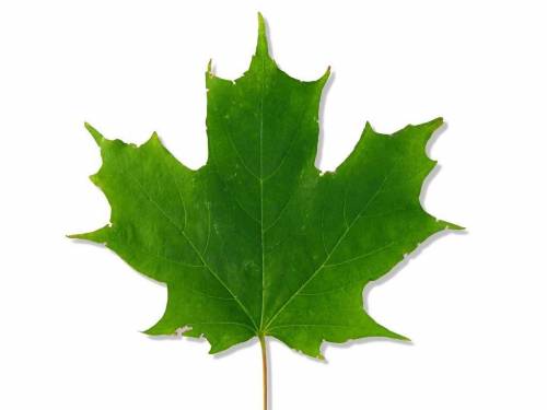 What is the name of this leaf, see attached document for image