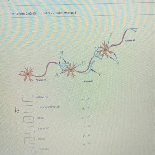 PLEASE HELP! label the parts of the neurons. All correct to get credit