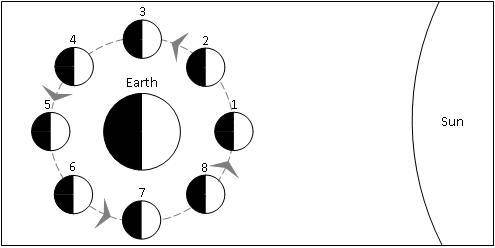 The diagram below shows positions of the Moon as it orbits the Earth. Half of the Moon's surface is