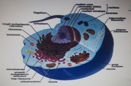 Which is not a function of the Vacuole? A) To make energy B) Affect the plants sizeC) Store water D)
