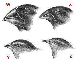 PLEASEE HELPWhile visiting the Galapagos Islands, Charles Darwin noticed several species of birds, w