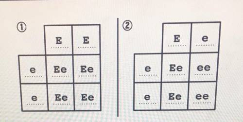 Which Punnett square allows for the possibility that Tom and Alice's children have attached earlobes
