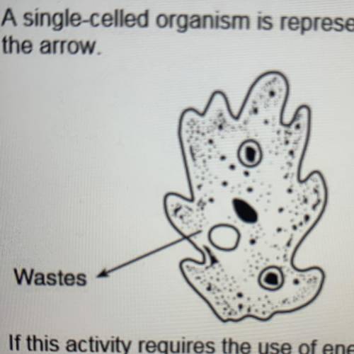 A single-celled organism is represented in the diagram below. An activity is indicated by the arrow