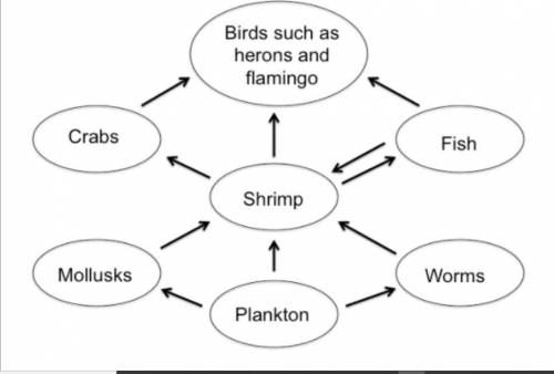 Examine the diagram of the food web described in the passage. Using arrows, how would you label the