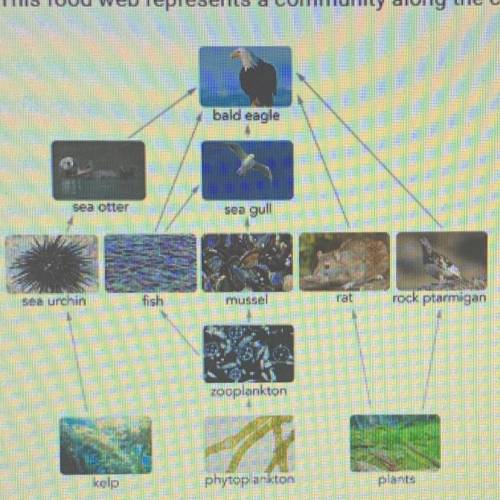Which food chain is part of this food web? A. Kelp – phytoplankton – plants B, Kelp - sea urchin - s