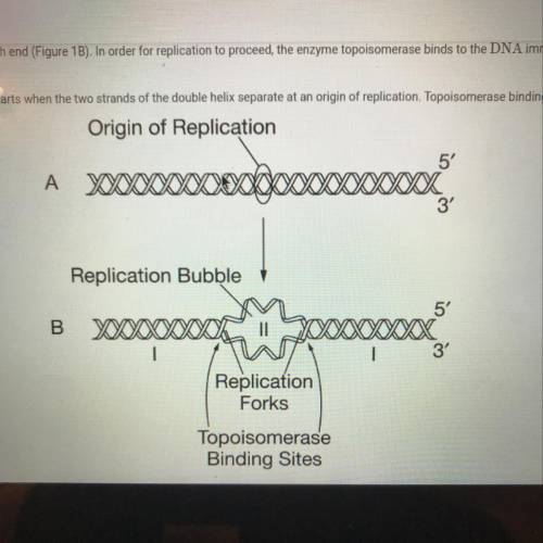 (b) Explain why DNA replication cannot proceed to the regions of the chromosome labeled as I in Figu